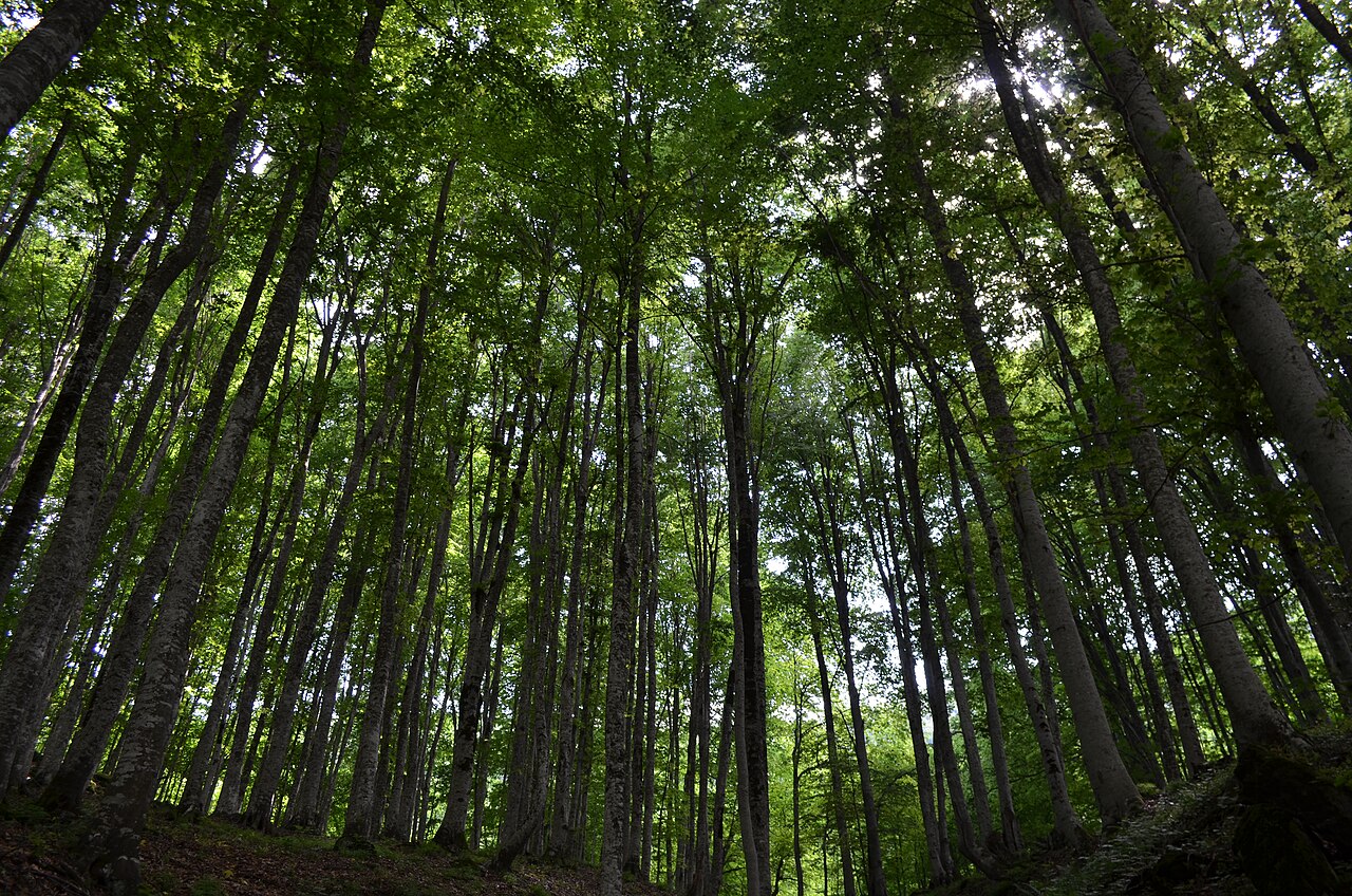 Sarıgazel Tabiat Parkı